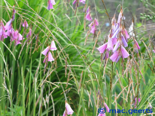 Dierama latifolium